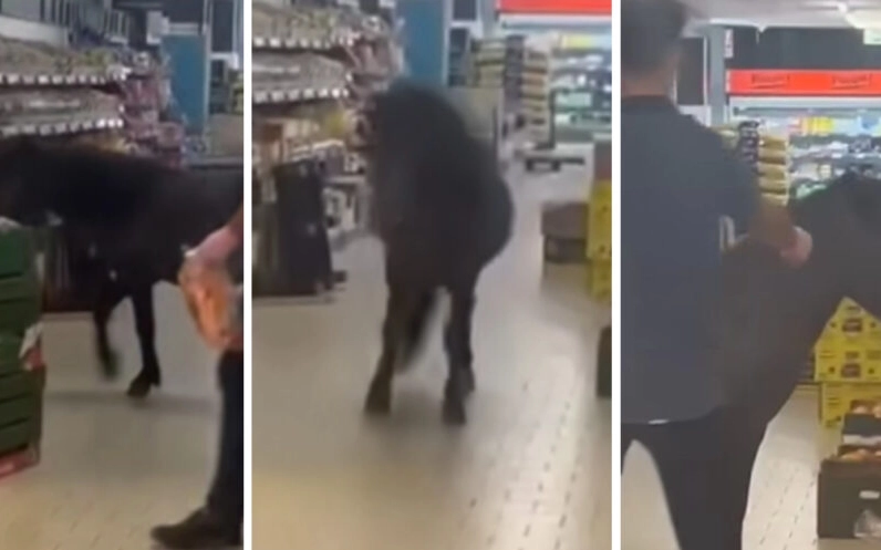 Video: Vild pony stormer Lidl og guffer løs af grøntsagerne