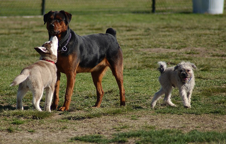 Hvad gør man, når man støder på en aggressiv løs hund?