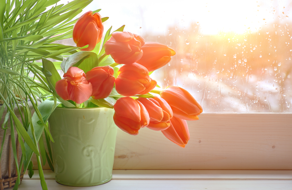 Visner dine tulipaner også hurtigt? Med denne simple hjemmemedicin vil de blomstre stort og flot endnu længere
