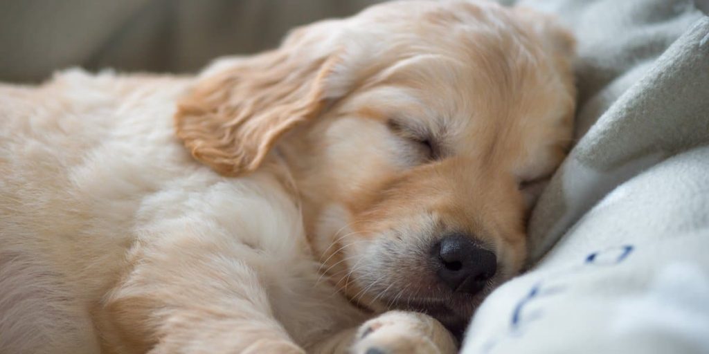 Studie afslører nøglen til god søvn: Erstat kæresten med hunden i sengen