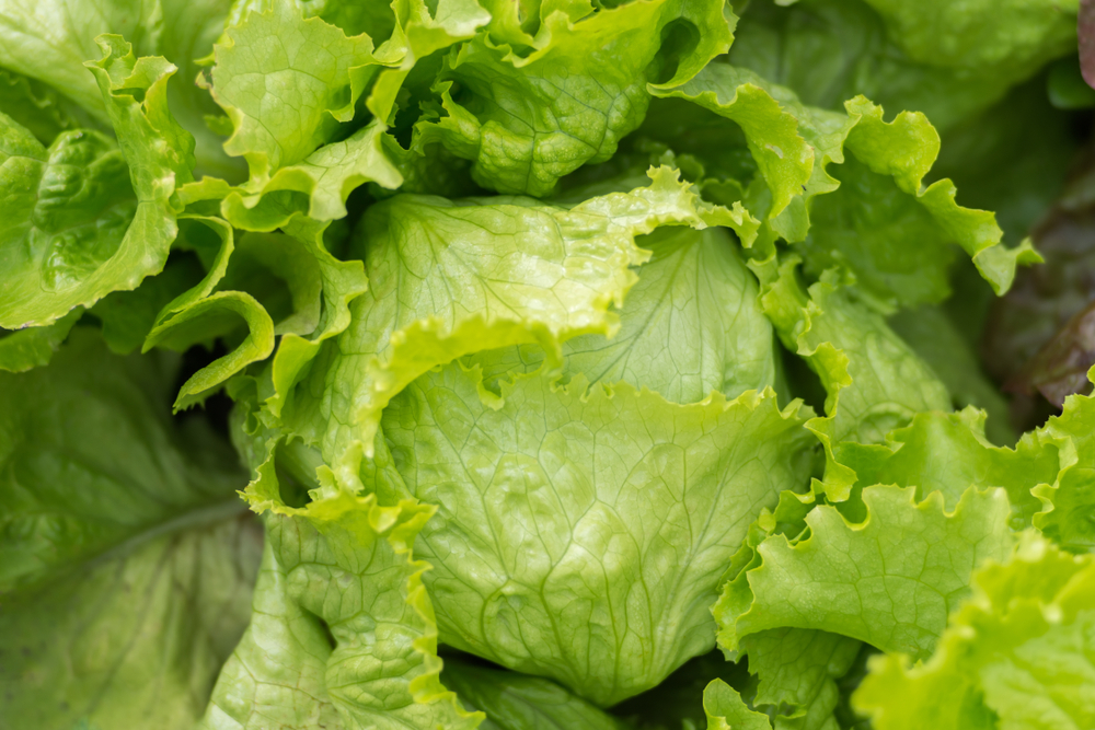Lidl-kunde deler genialt trick: Gratis salat hele sommeren