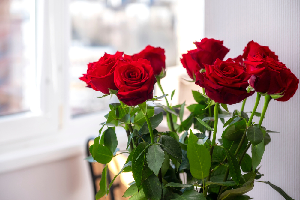 Tilsæt et simpelt husholdningsmiddel. Dine roser holder evigt.