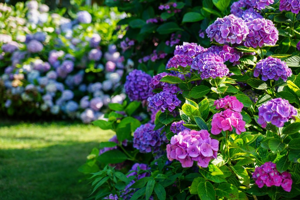 Gartner afslører vigtigt råd for dine hortensias blomstring til sommer