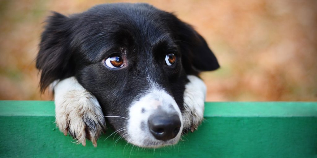 Nyt studie mener: Dette bør du altid gøre, inden du forlader din hund