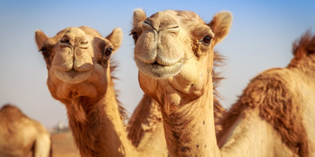 Afrikanske kameler kan koste tusindvis af menneskeliv