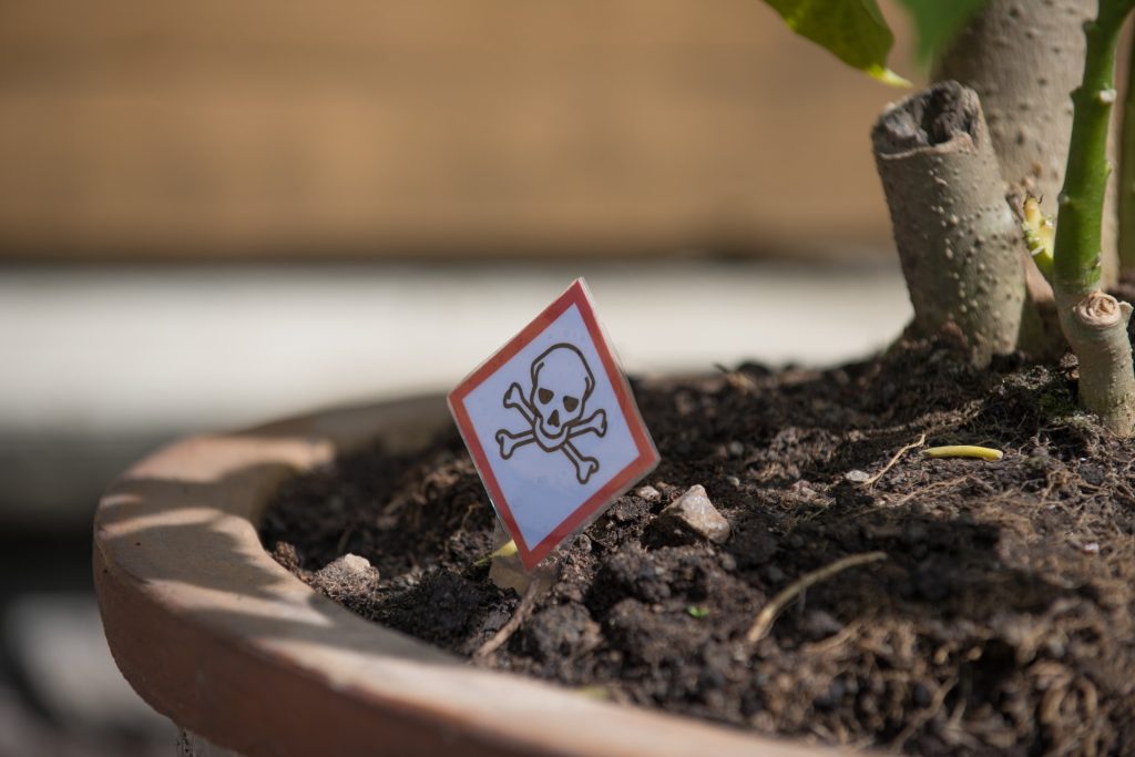 Det er verdens farligste plante: Hvis du rører den rammes du af en ulidelig smerte