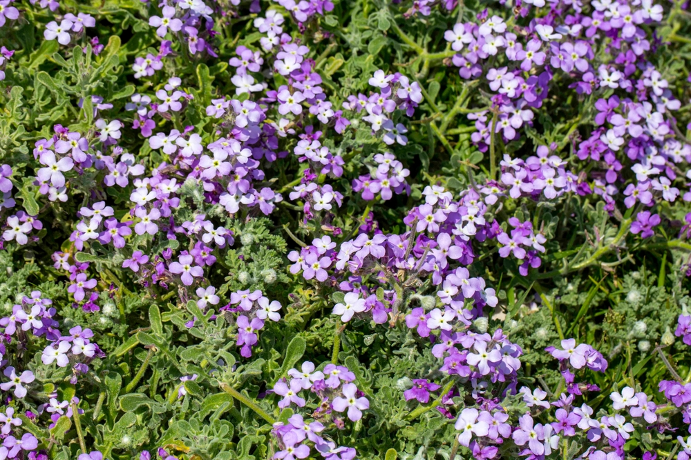 Du skal ‘bare’ gøre dette i februar: Til sommer vil din have være fyldt med blomster som aldrig før