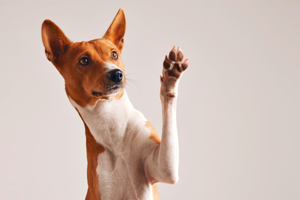 Hundeekspert forklarer dette fænomen: Årsagen til at din hund lægger sin pote på dig