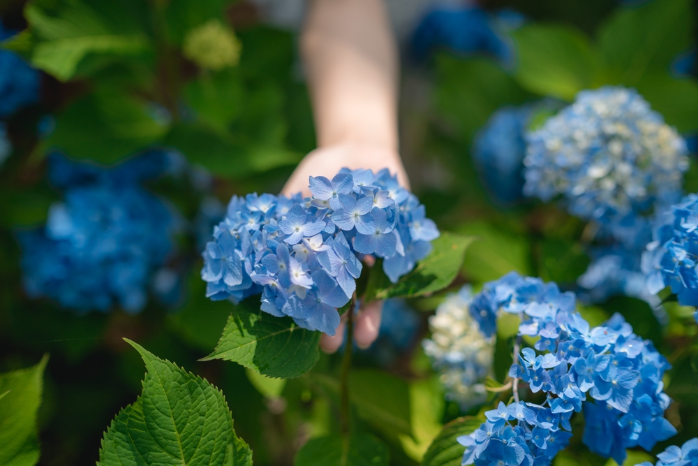 Drys lidt af dette rundt om hortensiaerne i maj. De vil blomstre som aldrig før.