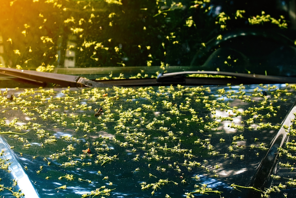 Få ved det, men her er svaret: Derfor bør du ikke besøge bilvasken nu for at få pollen af din bil