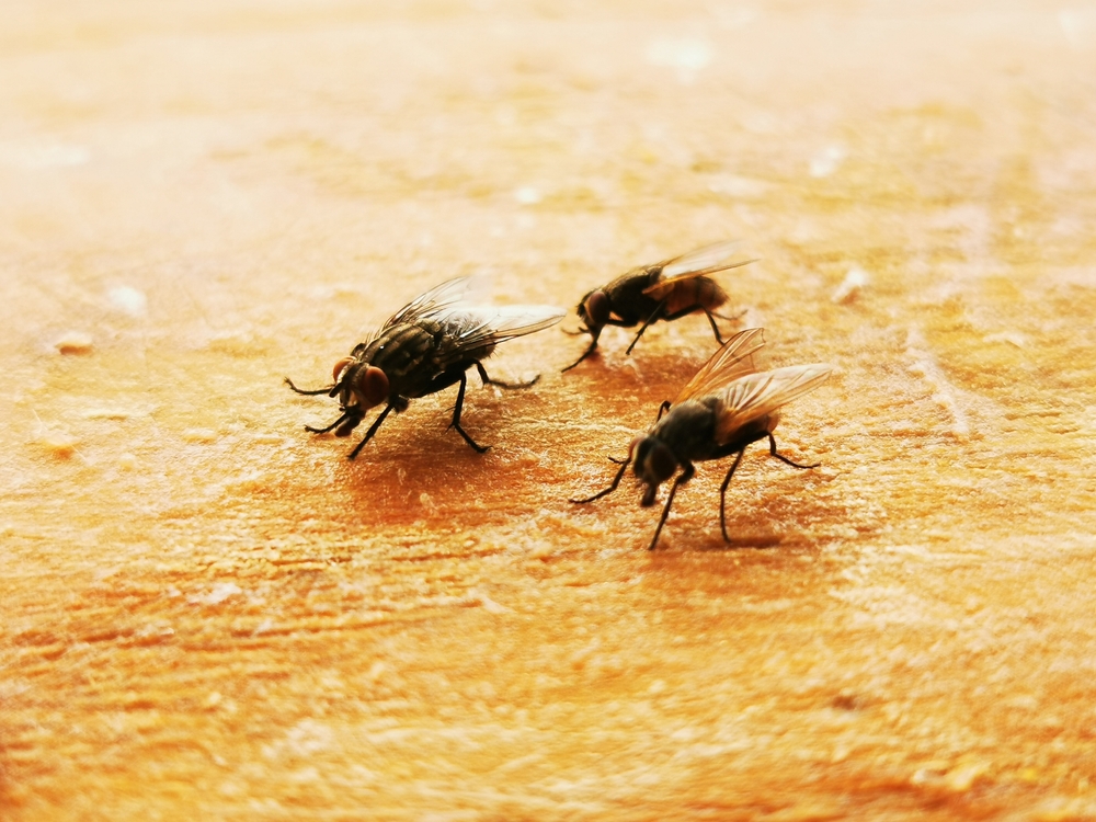 Kun få danskere ved det: Placer denne urt på køkkenbordet og fluerne vil holde sig væk