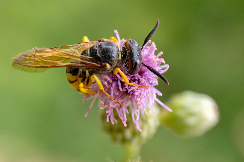 Har du plantet denne populære plante i haven? Gør dig klar på en hvepse-invasion
