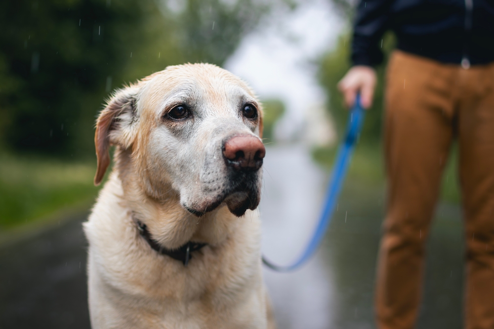 Dyrlæge afslører tommelfingerregel: Sådan skal du aldrig bekymre dig om du går nok ture med din hund