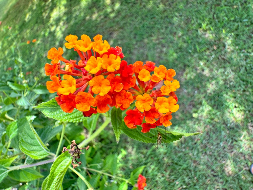 Overraskende få danskere kender den: Her er blomsten, der blomstrer hele året