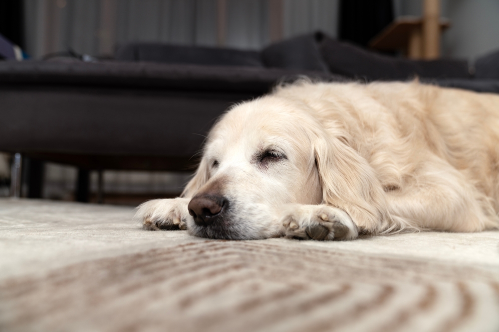 Hvorfor går din hund eller kat i cirkler, før de sover? Svaret vil overraske dig