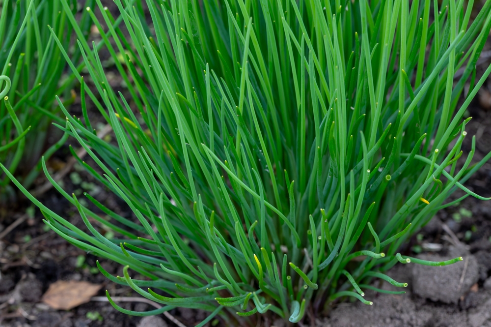 Kan de blomstre eller skal du fjerne blomsterne? Her er alt, du skal vide om dine purløg i maj