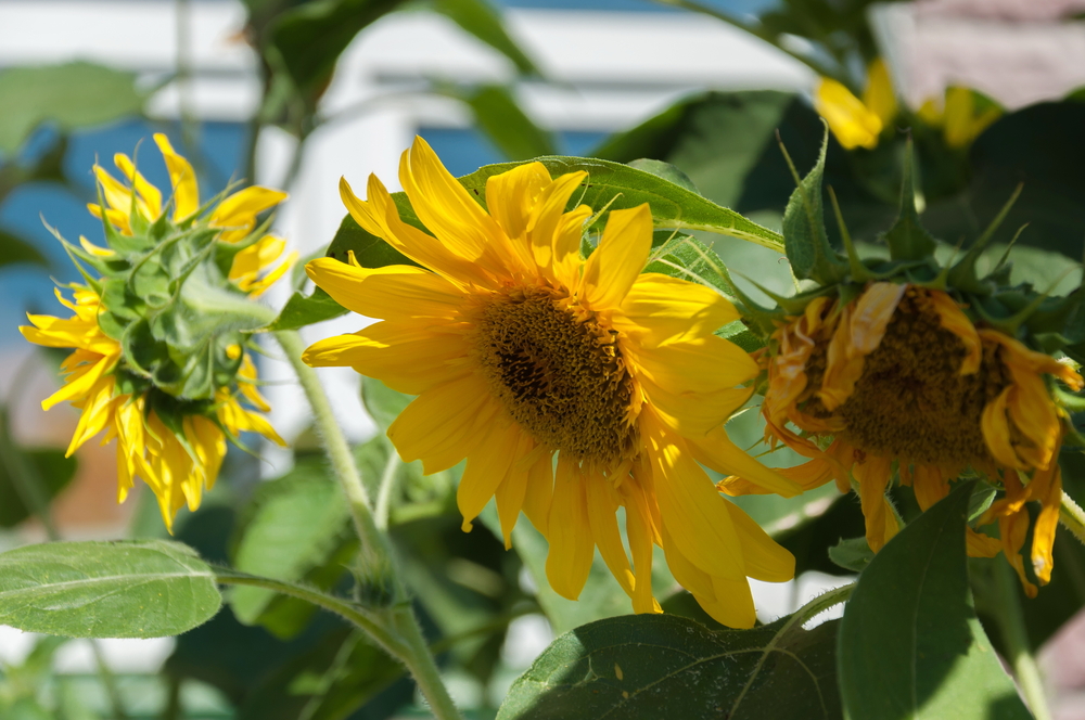 Disse planter må du ikke købe i foråret. Før du ser dig om vil dit hus være fyldt med væggelus.