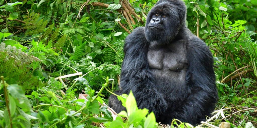 Selfie-turister truer gorillaer  med coronasmitte