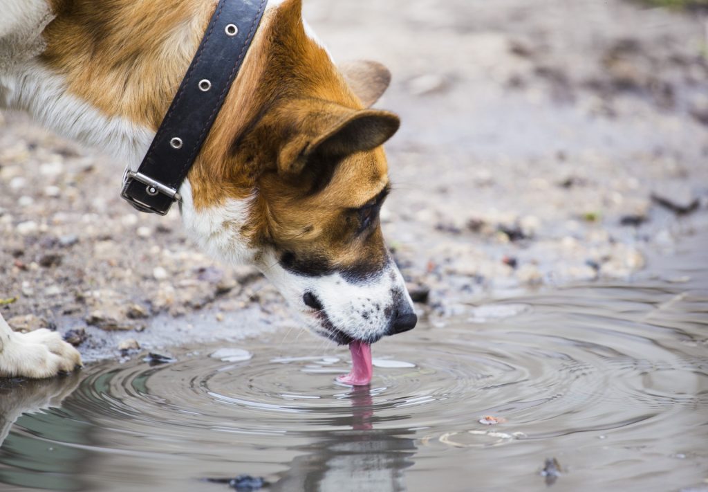 Dyrelæge advarer: Derfor må du aldrig lade hunden drikke af vandpytter