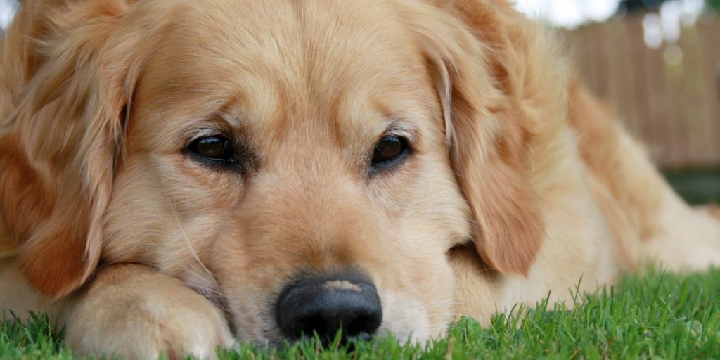 Golden Retriever vandrede næsten 100 kilometer: Forsøgte at finde familie