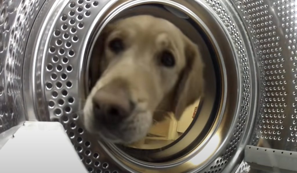 Hund kiggede ind i vaskemaskinen: Se så hvad den gør, når den får hele internettet til at grine
