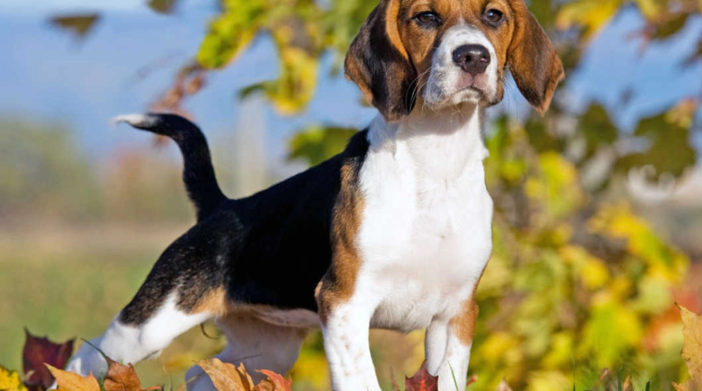 Hundetræner nægter at eje disse 6 racer: Har du en af dem?