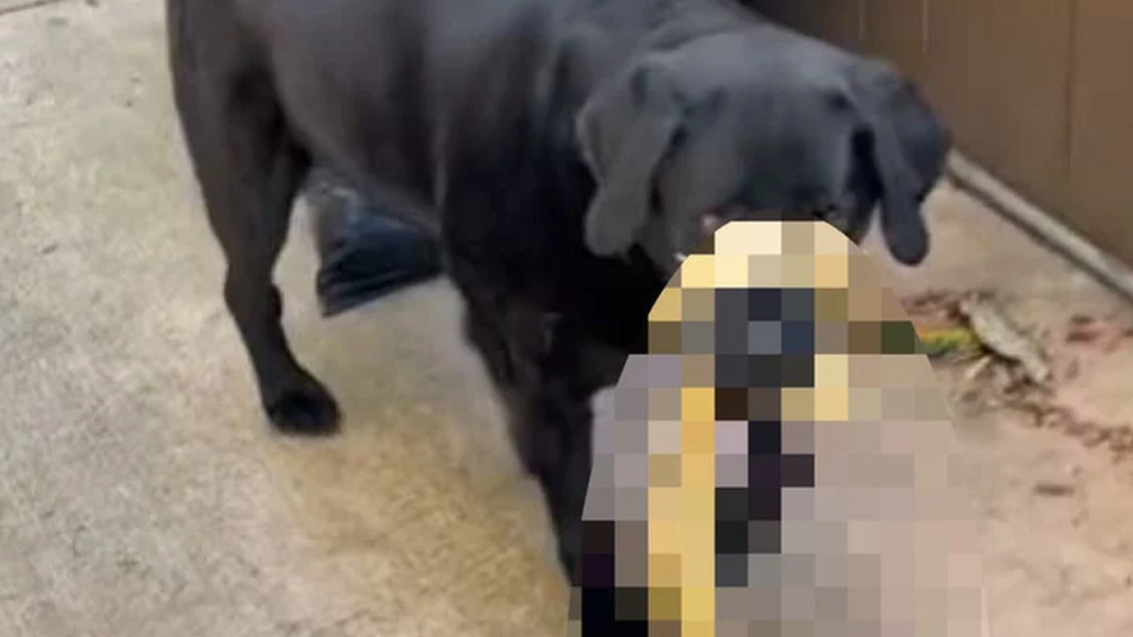 Hund kom tilbage til ejeren – da hun så, hvad den havde med, ringede hun straks efter hjælp