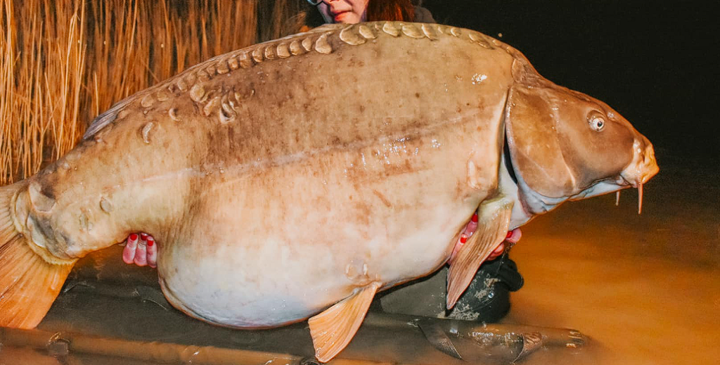 En smuk fisker fangede en gigantisk karpe på over 30 kilo. Billedet med fisken er blevet et hit