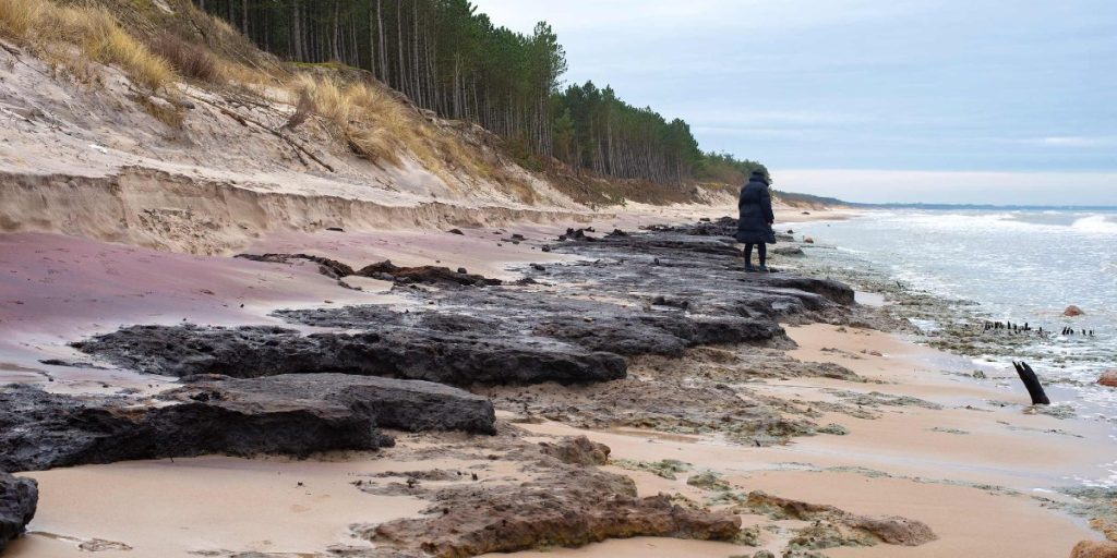 En mægtig skov dukkede op fra havet: Et utroligt fænomen ved Østersøen