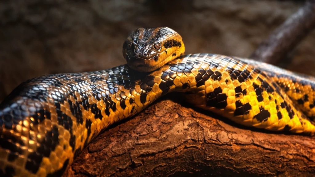 Python-parasit blev fjernet fra australsk kvindes hjerne