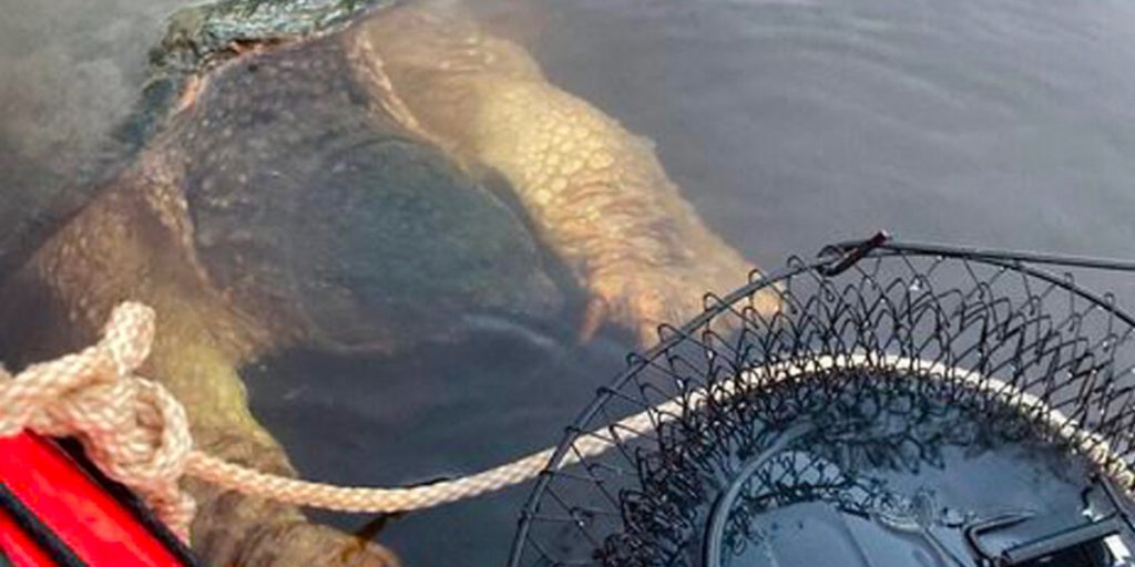 Et kæmpe ‘havmonster’ nærmede sig kajakken – skræmte familien ‘med sine bjørnekløer’