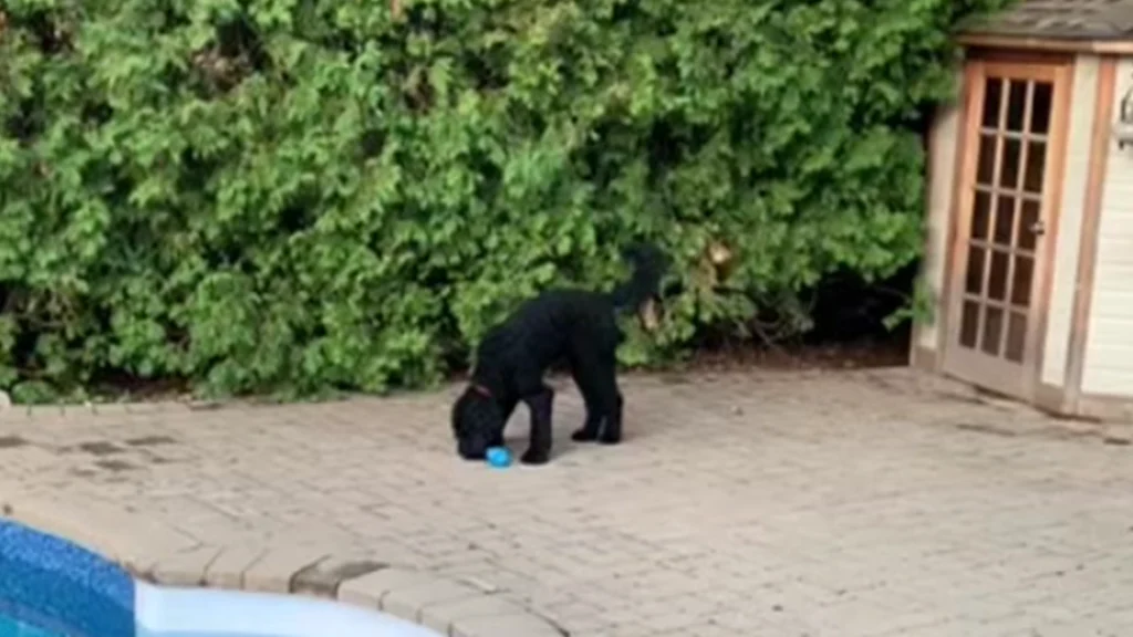 Hund forveksler håndvægt med legetøj, men giver ikke op: Internettet er vilde med det
