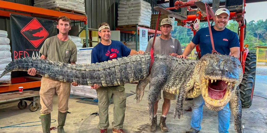 De fangede den største alligator i Mississippi