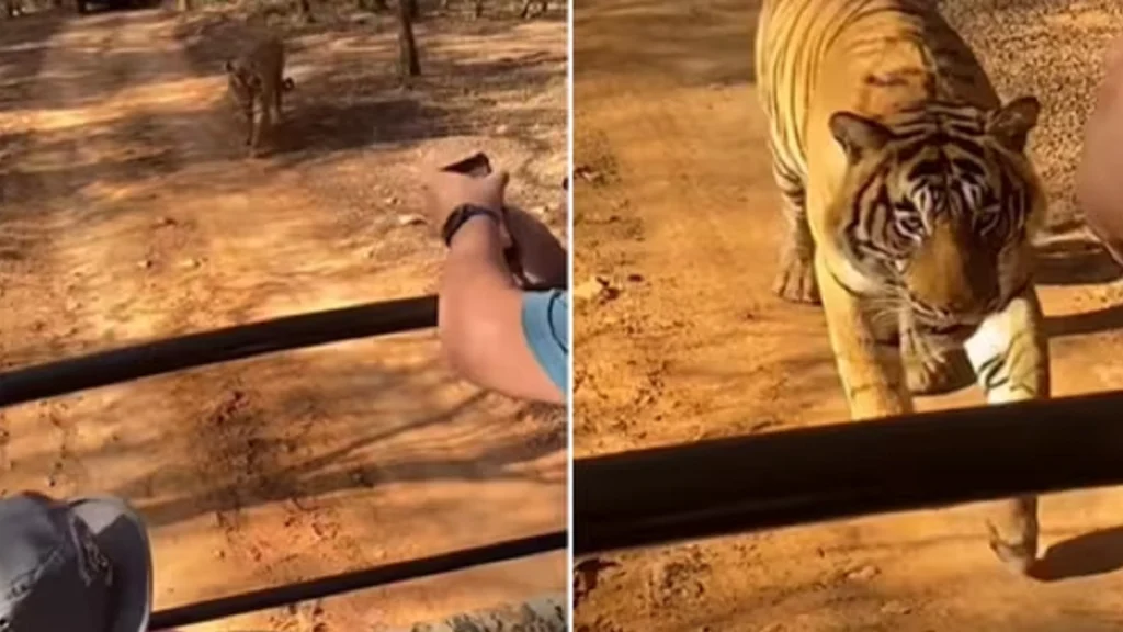 Tigeren begynder pludselig at bevæge sig mod safaribilen – men se så hvad der sker