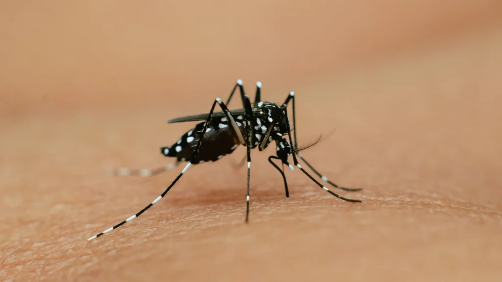 Tigermyg spreder sig i Spanien: Kan smitte med denguefeber og zika-virus