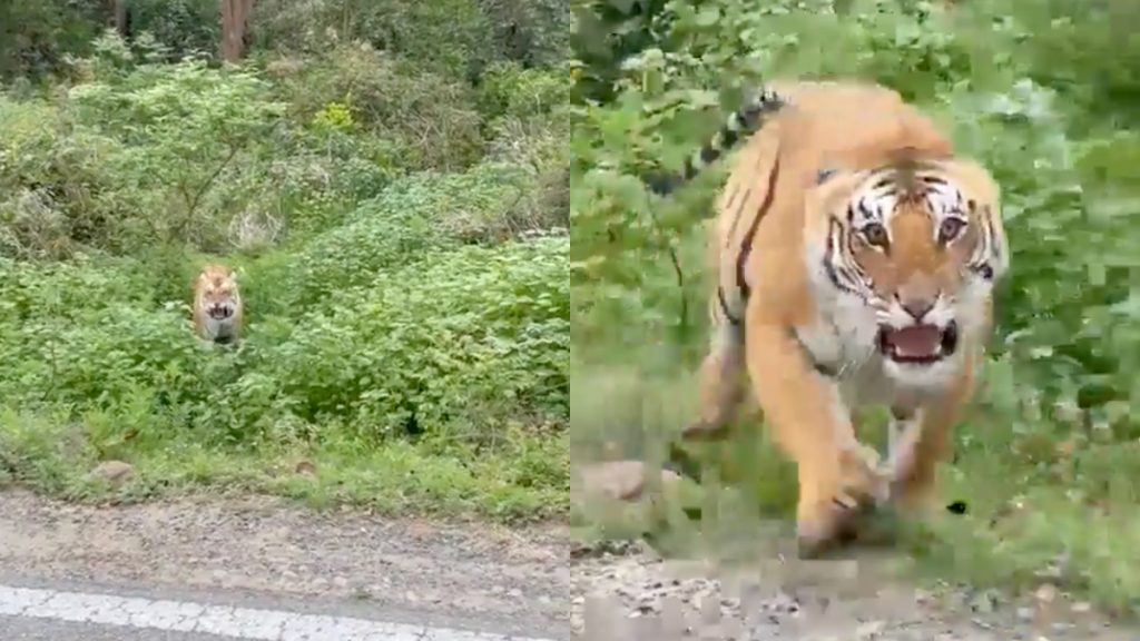 Chokerende øjeblik hvor tiger angriber turister under indisk safari