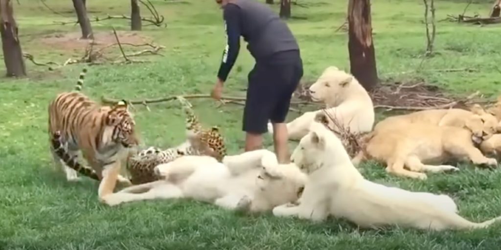 Se en heroisk tiger redde sin dyrepasser fra en angribende leopard
