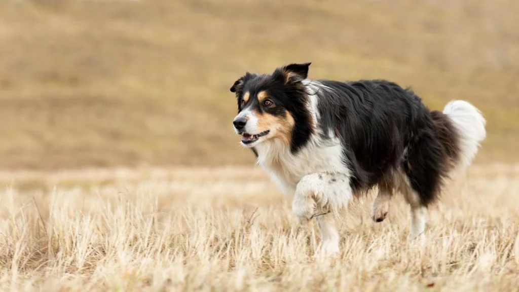 Hundetræner deler overraskende melding: Disse tre hunderacer vil han aldrig have