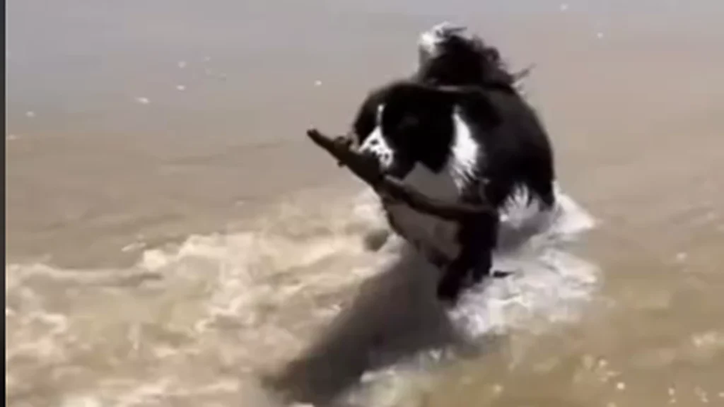 Hund viser imponerende trick med sin pind: Hvad den så gør bagefter er direkte fænomenalt