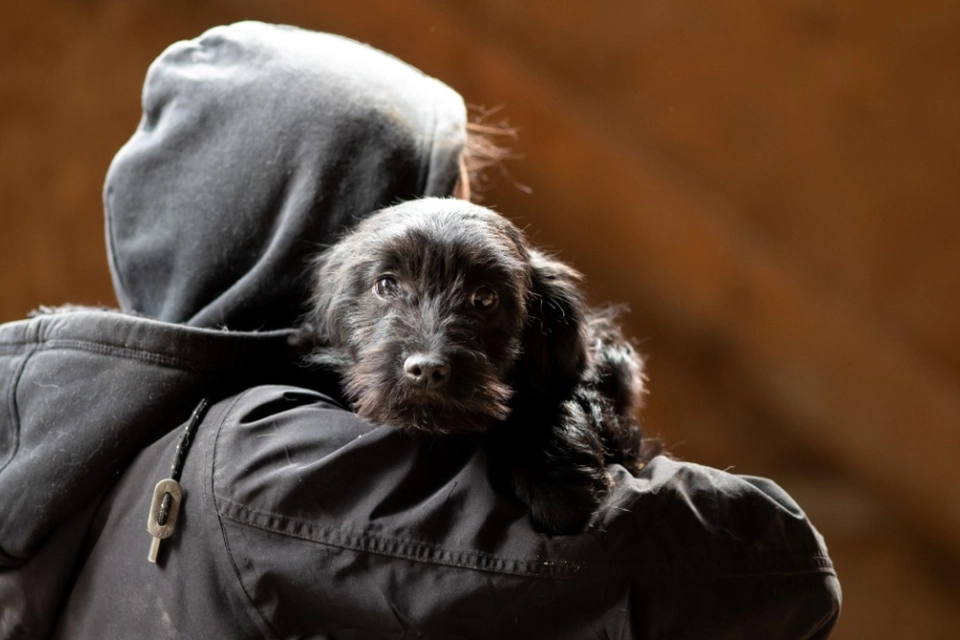Tyvene ligger på lur: Har du én af disse racer, så pas ekstra godt på din hund