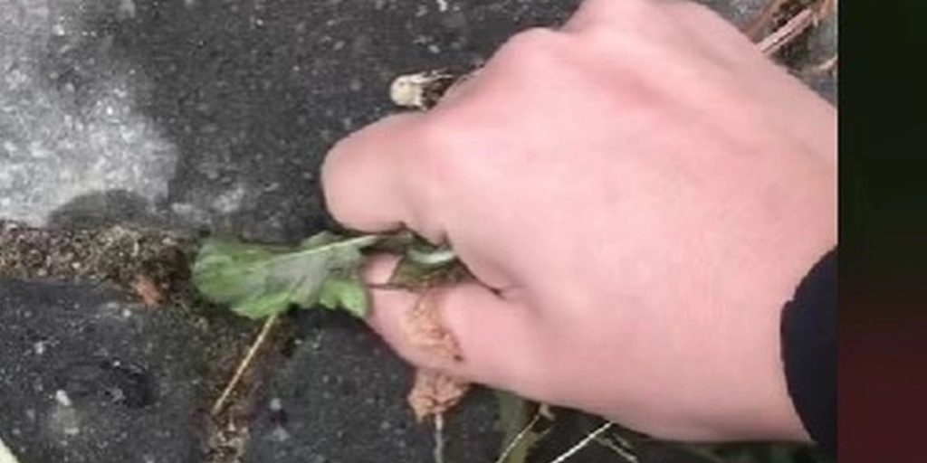 Haveekspert deler smart tip: Sådan fjerner du ukrudt mellem fliser med et snuptag