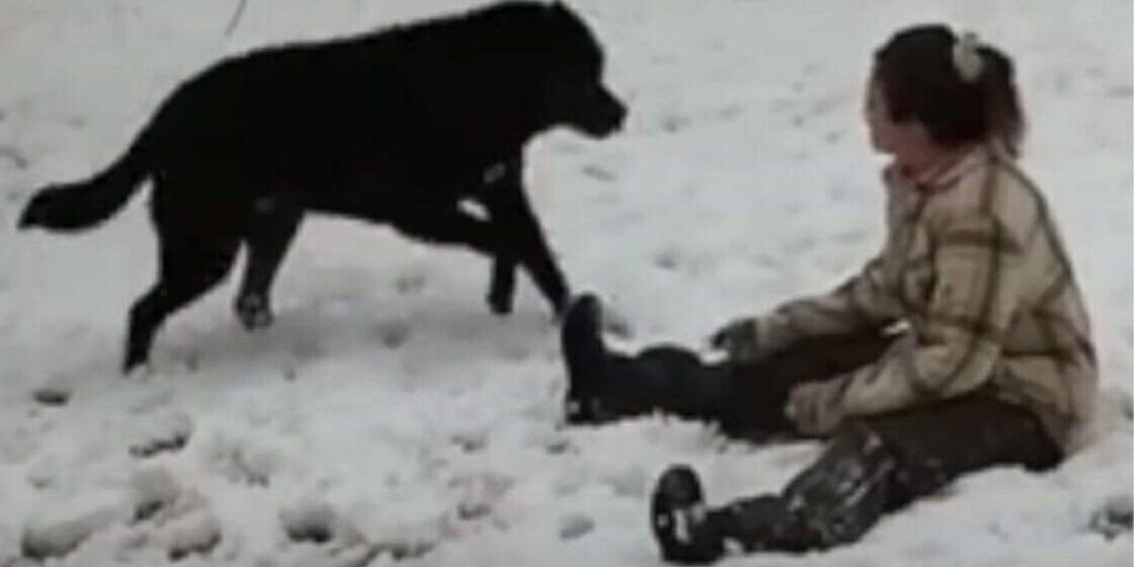 En aggressiv ulvehund løber mod kvinden – bare vent til den viser sit sande jeg