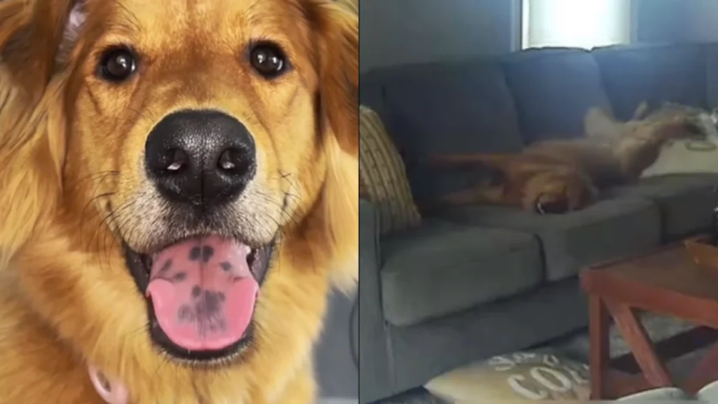 Hund troede den var alene hjemme: Nu har den sjove overvågningsvideo taget internettet med storm