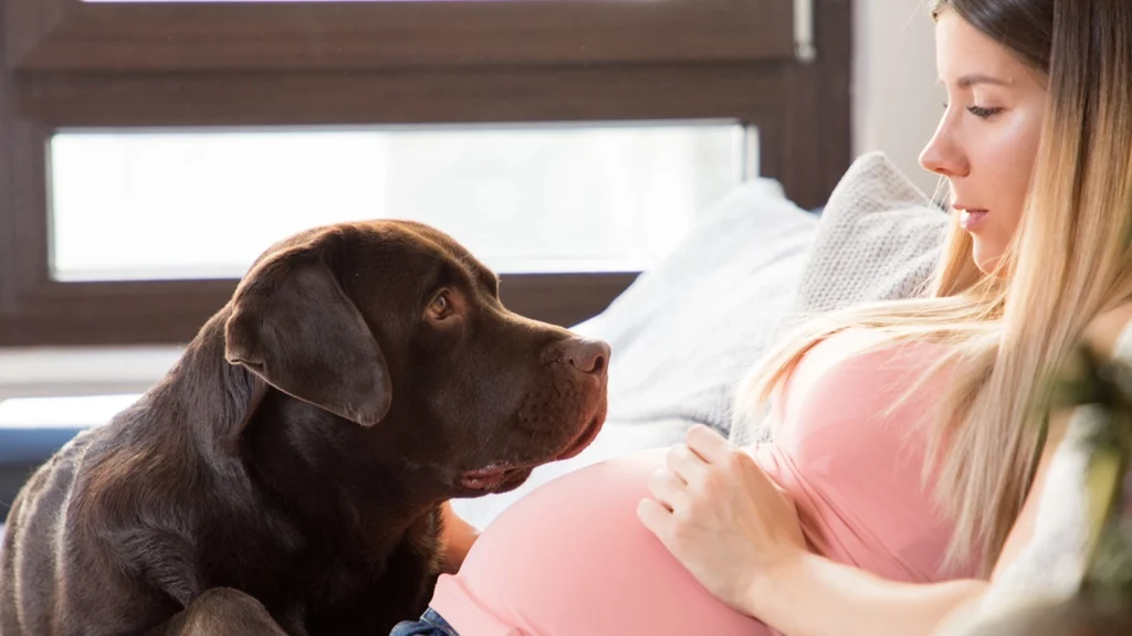 Hund mærker babyen sparke for første gang: Gravid kvinde optager det hjertevarme øjeblik på video