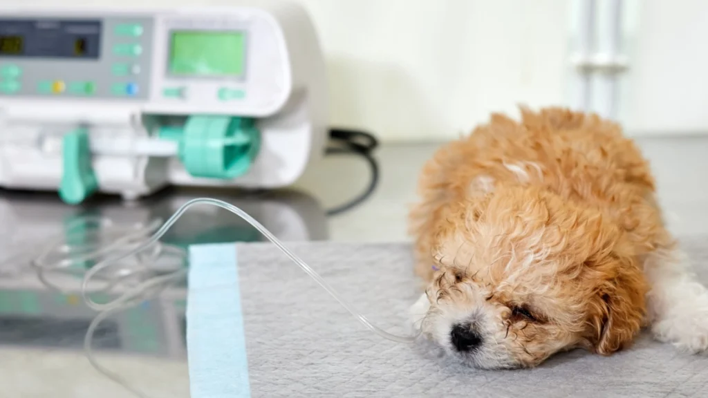 Fra hjerteproblemer, til smertefulde hævelser: Derfor er din hund truet i disse dage
