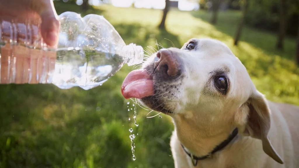 Ved du, hvad du skal gøre, hvis din hund bliver overophedet? Der er én ting, du absolut ALDRIG bør gøre