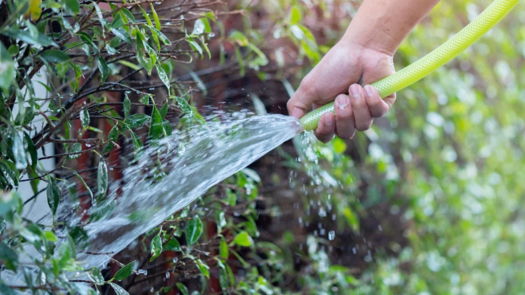 Eksperter slår fast: Dette er “det rigtige tidspunkt på dagen” at vande planterne