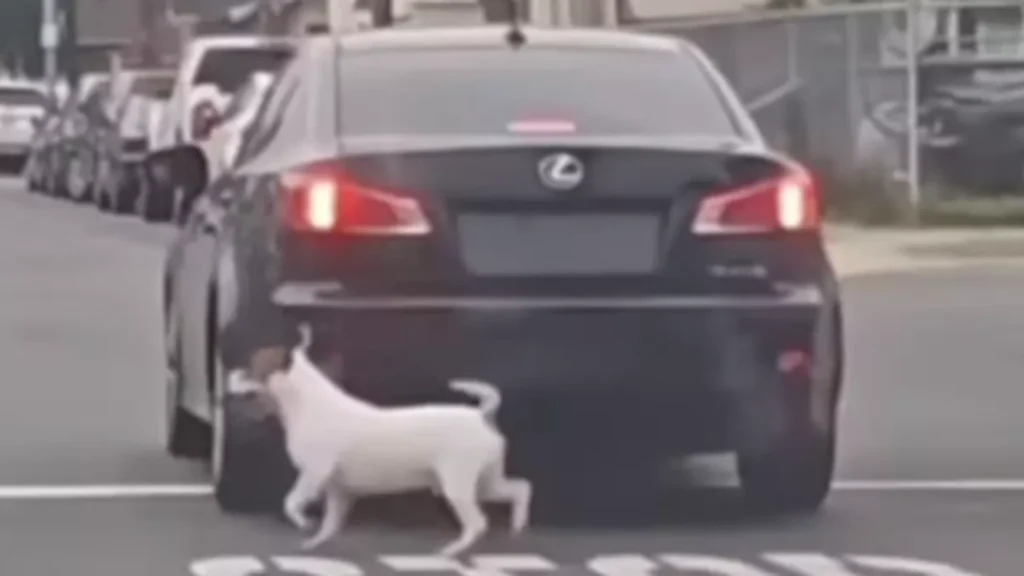 Video får internettet til at starte en menneskejagt: Se hvad denne hund gjorde, da den blev efterladt på vejen af sin ejer
