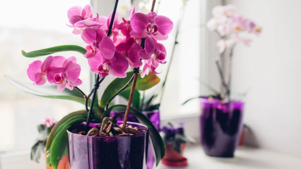 Ønsker du at få din orkide til at blomstre igen og igen? Prøv dette trick