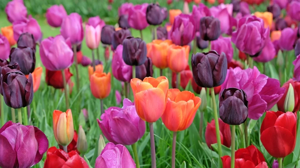 Vil du sikre dig et flot resultat igen næste år? Så bør du trimme disse blomster i maj